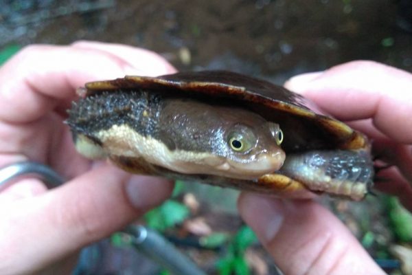 Cágado da serra - Hydromedusa maximiliani